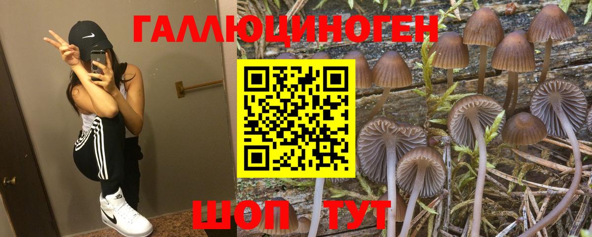 Псилоцибиновые грибы Psilocybine cubensis Бутурлиновка